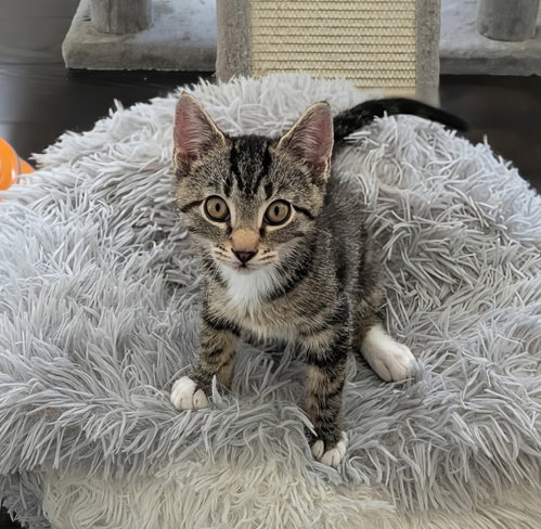 Jensen, an adoptable American Shorthair in Harrisburg, PA