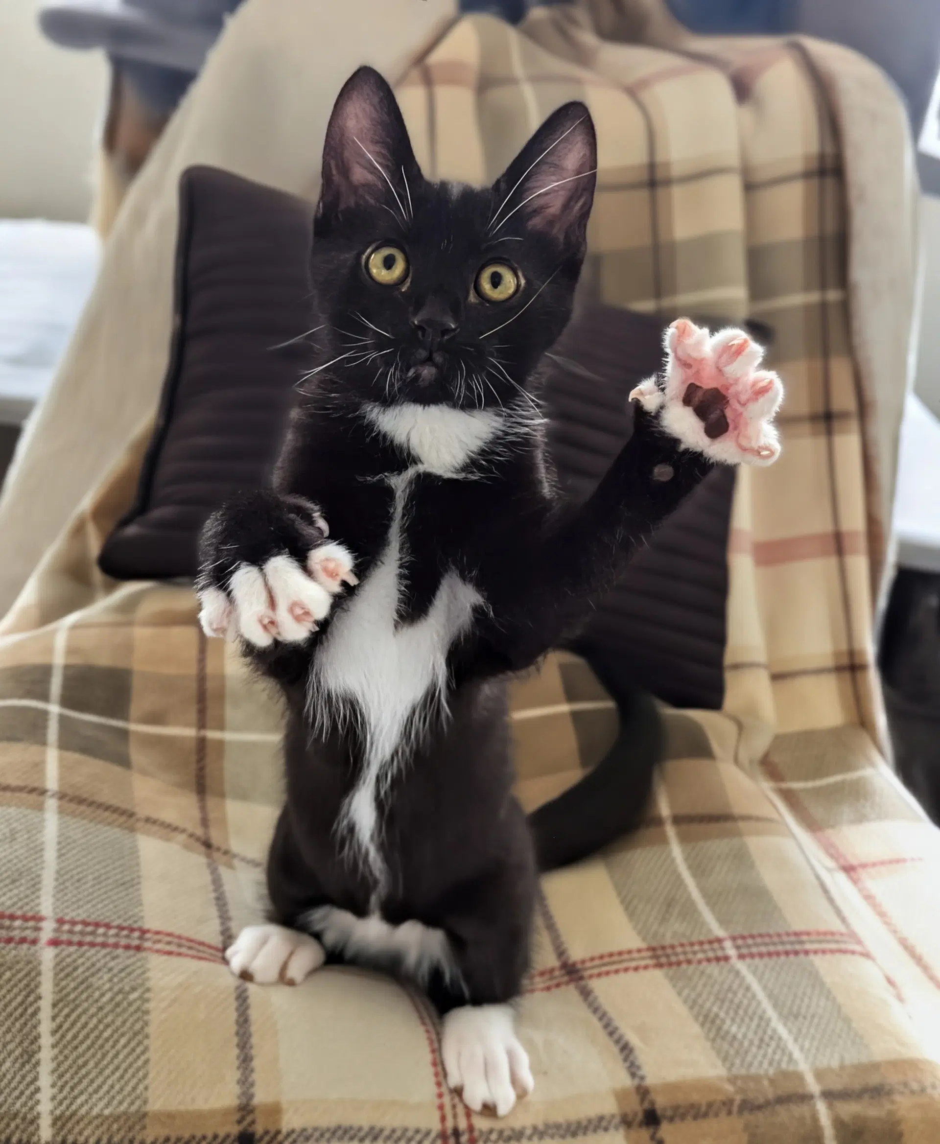 Jango - Domestic Short Hair
