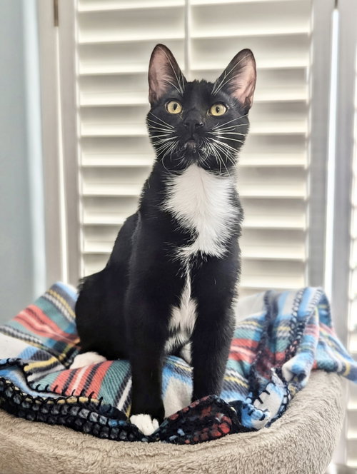 Jango, a cat for adoption from Castaway Critters, the James A. Hueholt Memorial Foundation