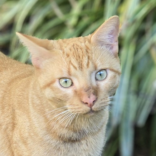 Alfie, an adoptable Domestic Short Hair in Harrisburg, PA