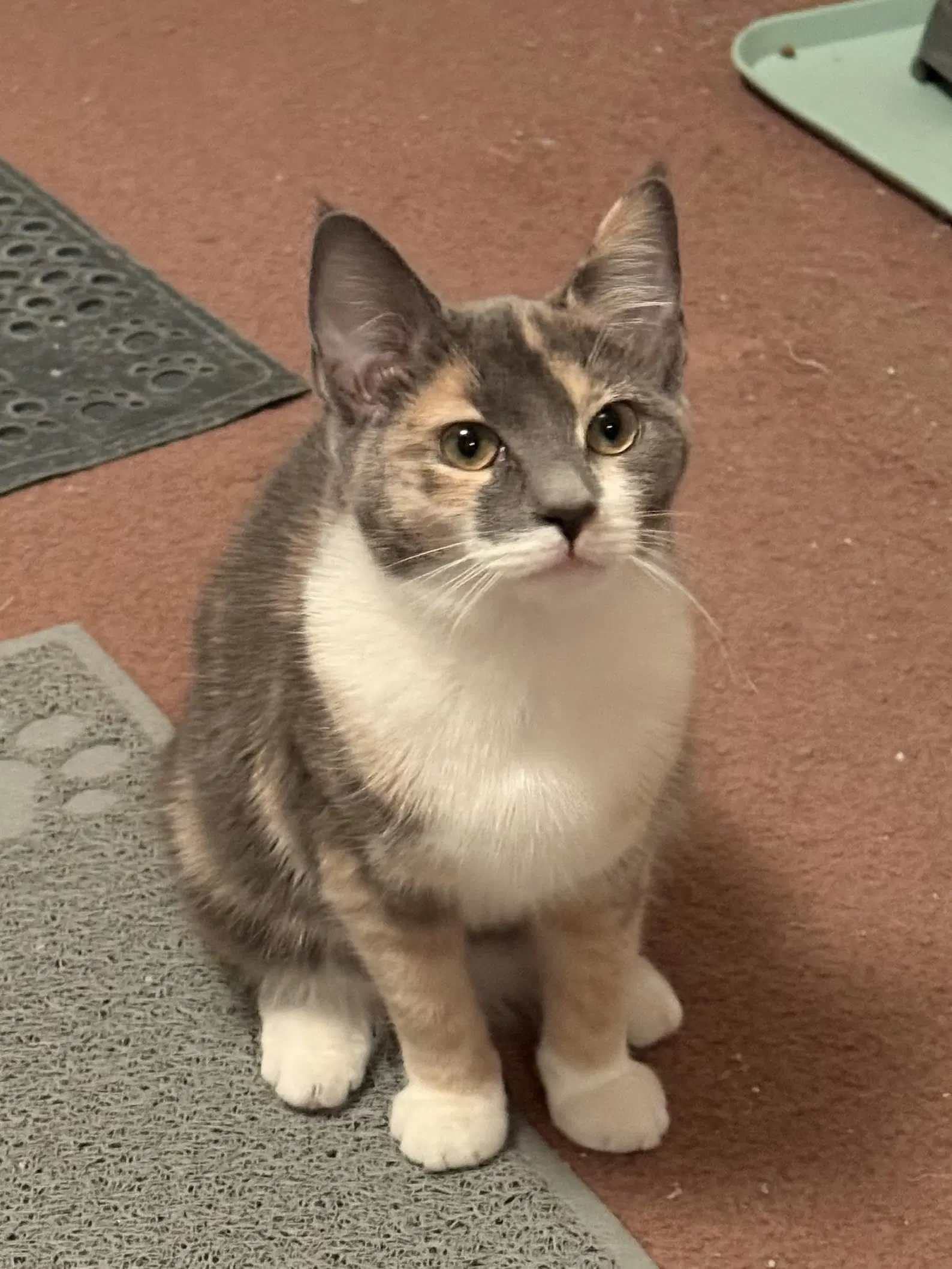 Dixie - Dilute Calico