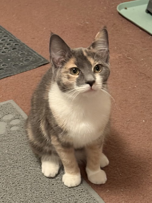 Dixie, an adoptable Dilute Calico in Harrisburg, PA