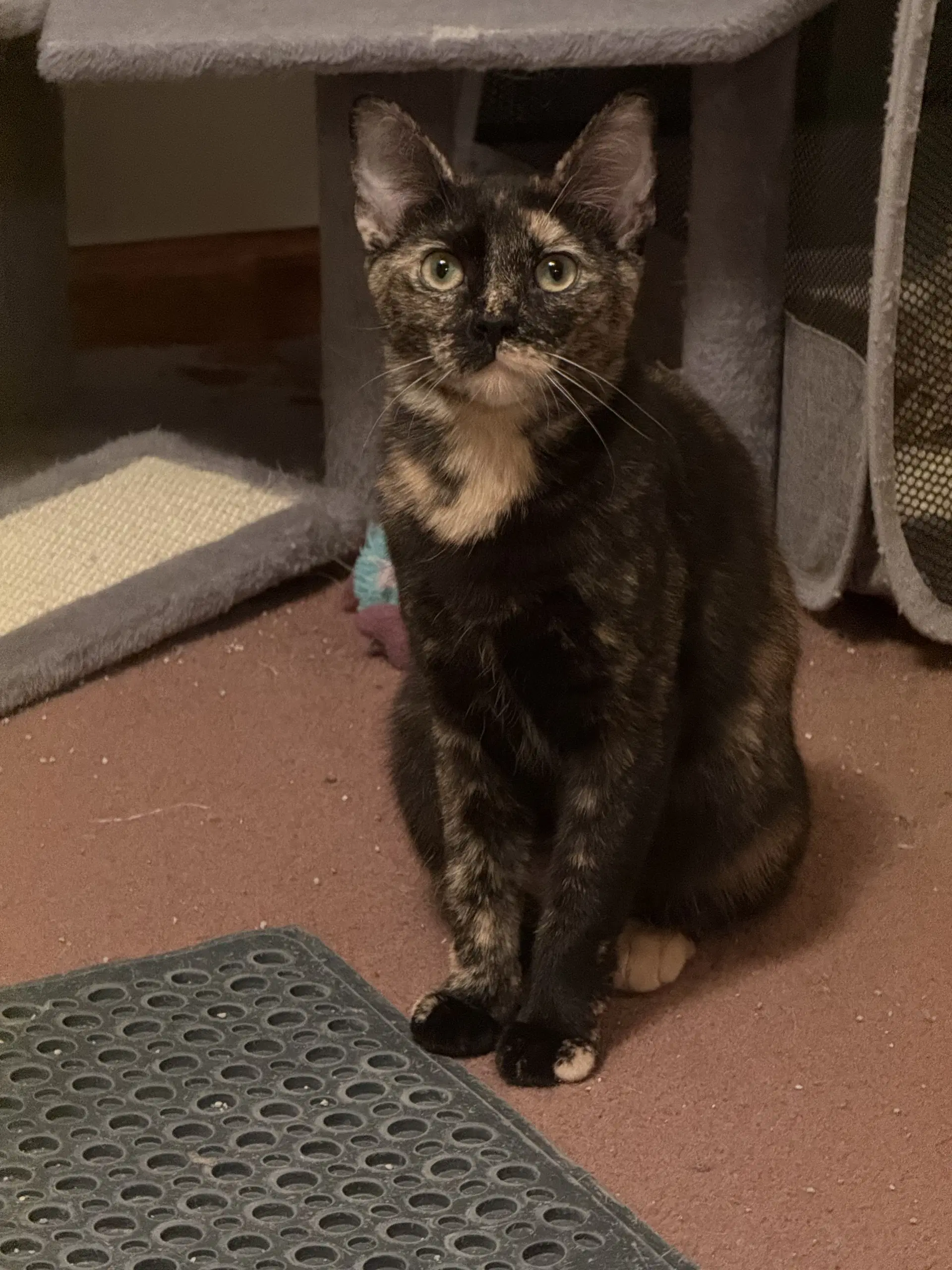 Ella - Tortoiseshell