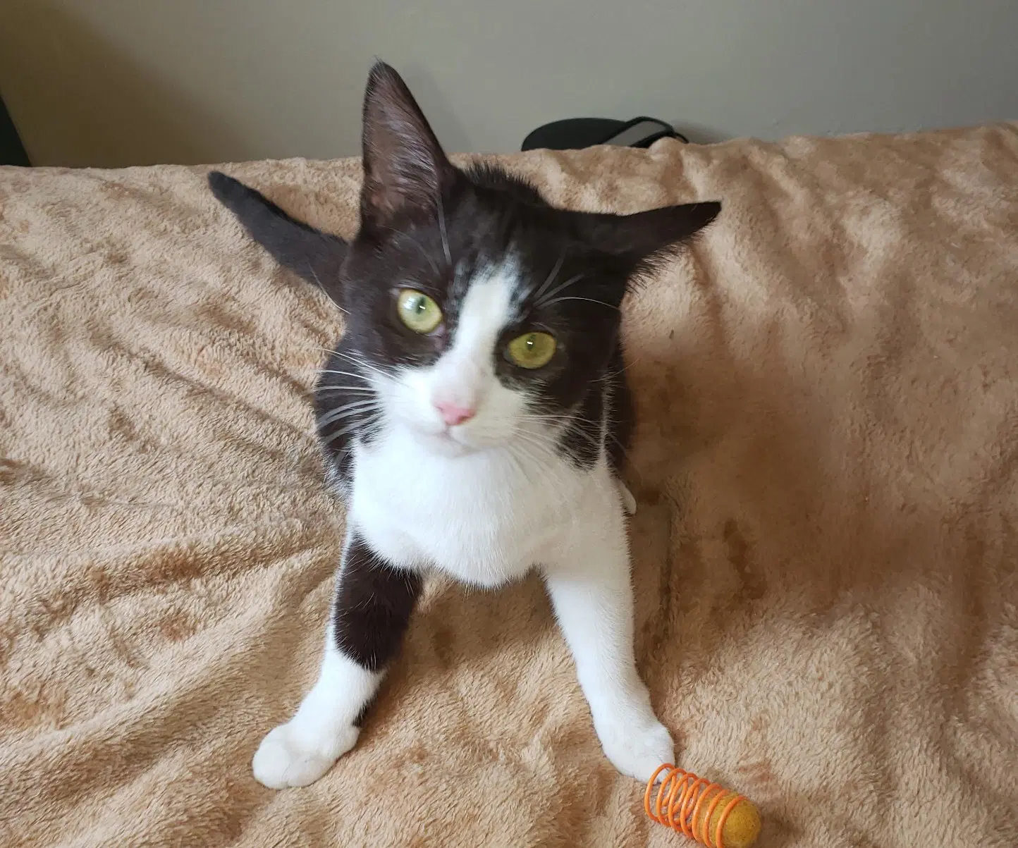 Choc - Domestic Short Hair