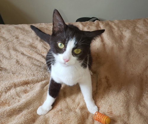 Choc, a cat for adoption from Castaway Critters, the James A. Hueholt Memorial Foundation