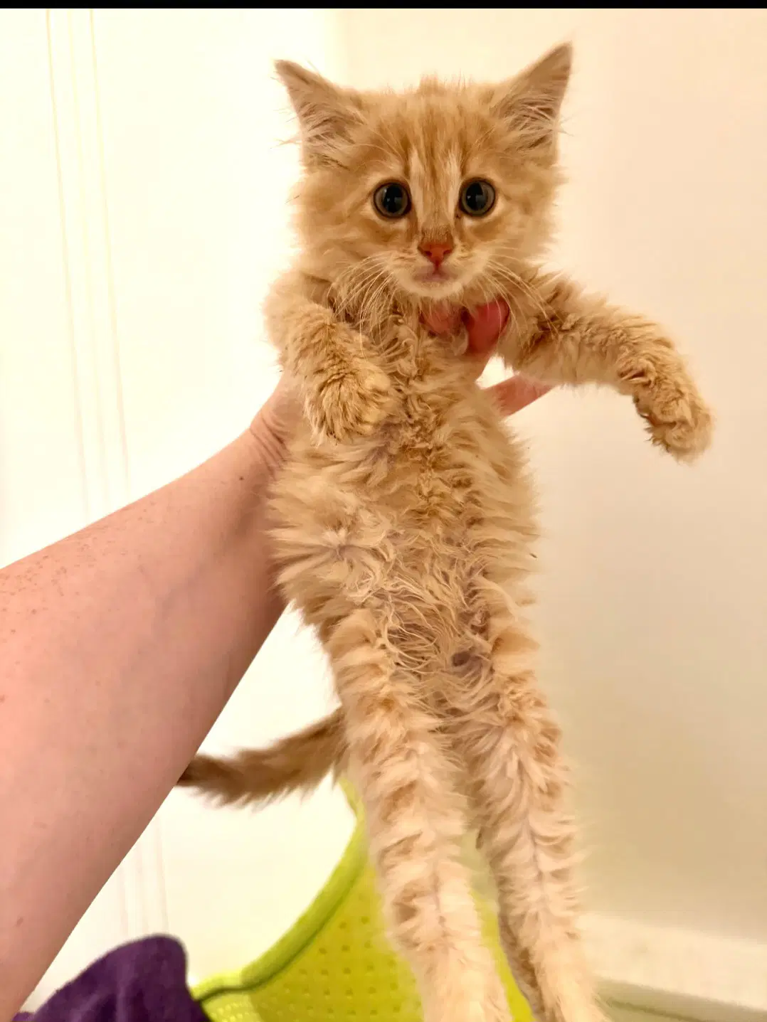 Abu - Domestic Medium Hair