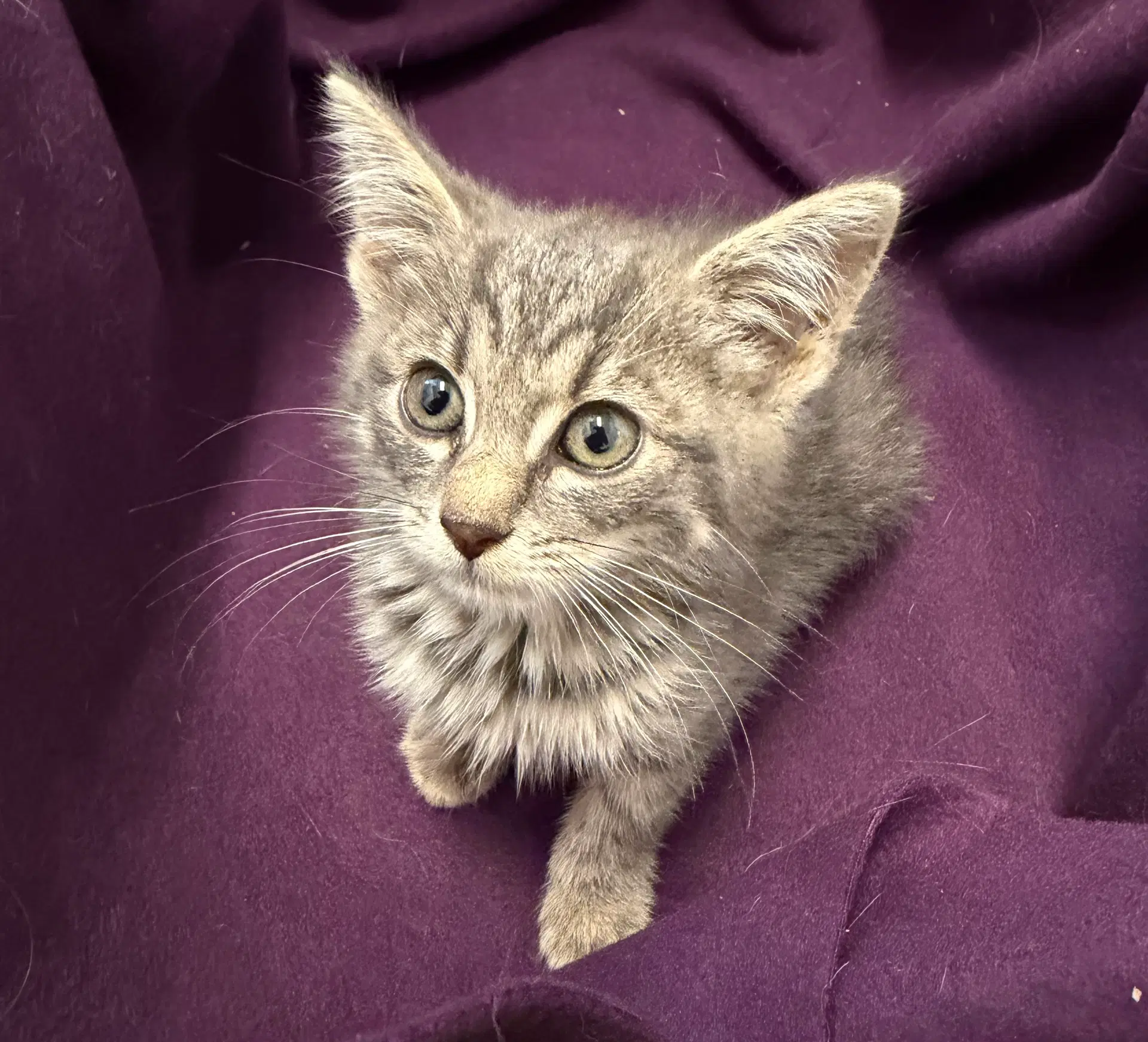 Reynolds - Domestic Short Hair