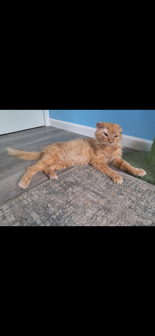 HOOTIE - Domestic Long Hair available for adoption
