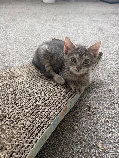 picture of the cat needing adoption