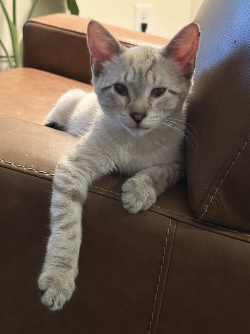 picture of the cat needing adoption