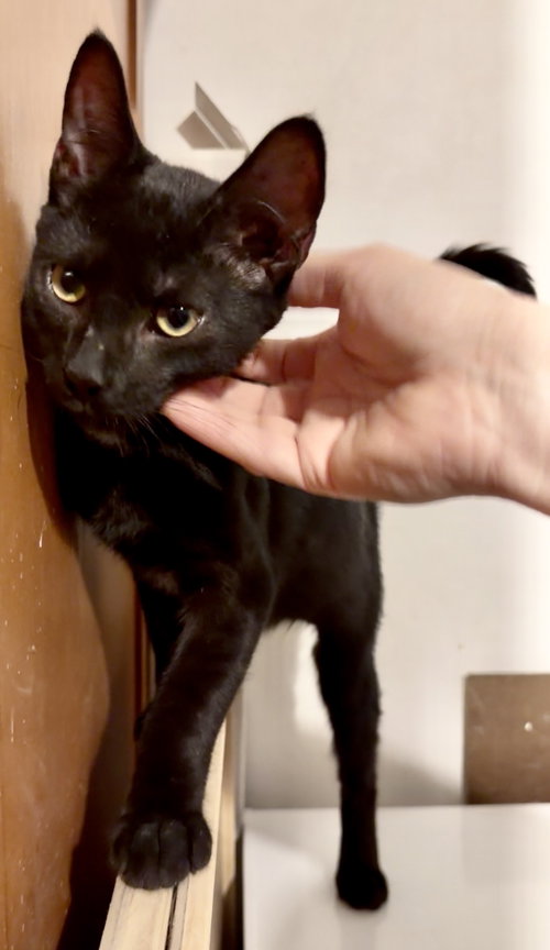 picture of the cat needing adoption