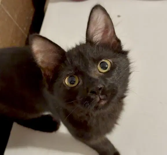 Puffball - Domestic Medium Hair