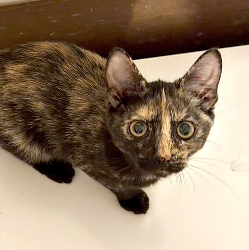 CHANTERELLE - Domestic Short Hair available for adoption