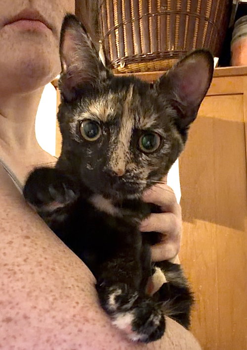 CHANTERELLE - Domestic Short Hair available for adoption