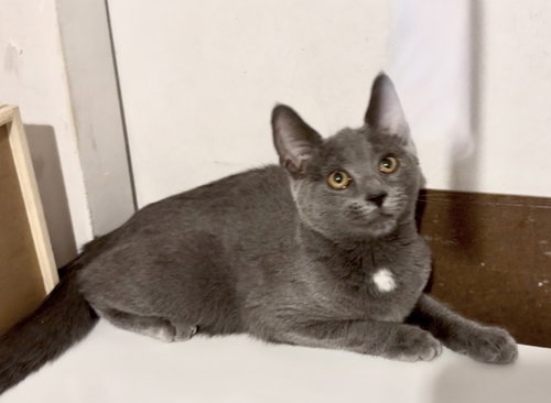 picture of the cat needing adoption