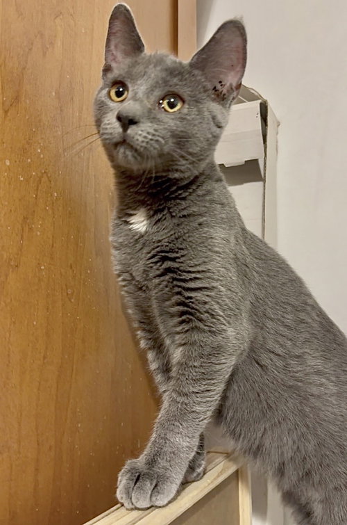 Portabella-Meet at Mechanicsburg Petco!, a cat for adoption from Castaway Critters, the James A. Hueholt Memorial Foundation