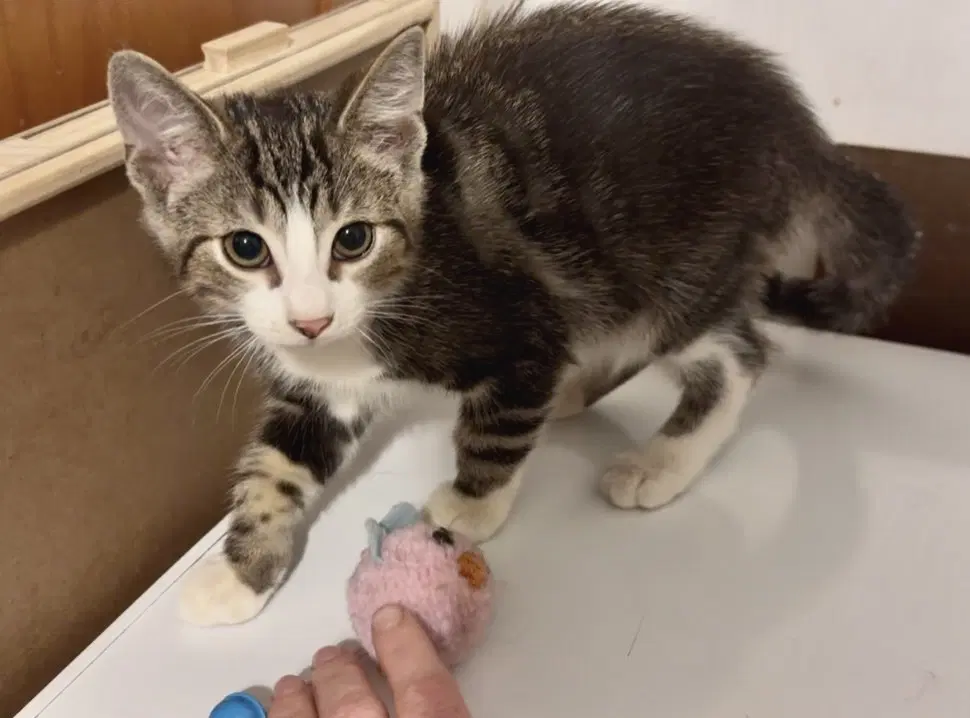 Brawler - Domestic Short Hair
