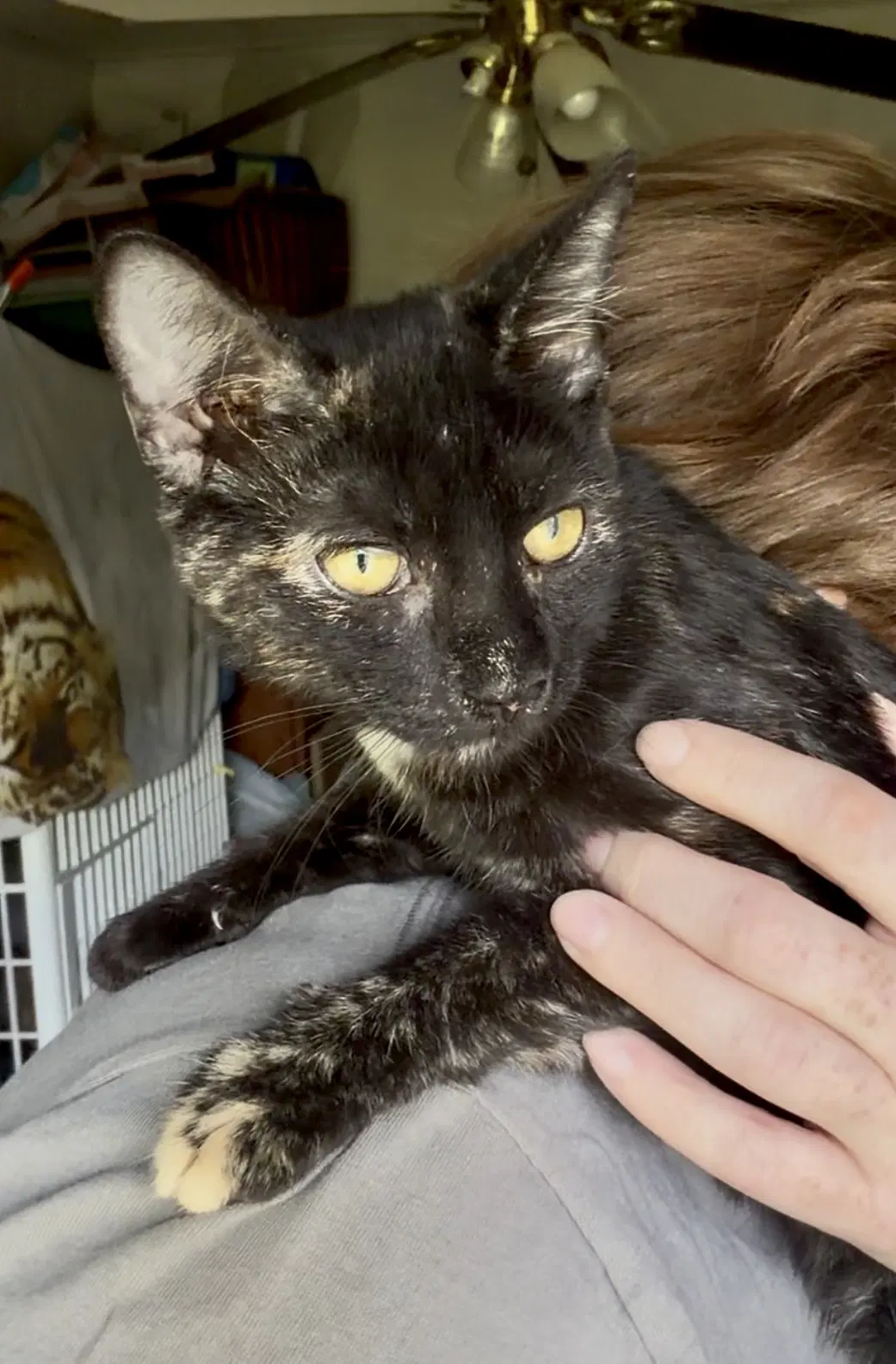 Chanterelle - Domestic Short Hair