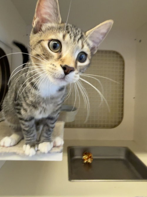 picture of the cat needing adoption