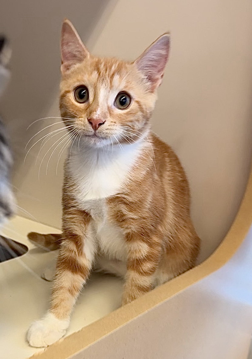 Sorbet- Meet at Petco on Jonestown Rd.!!, cat