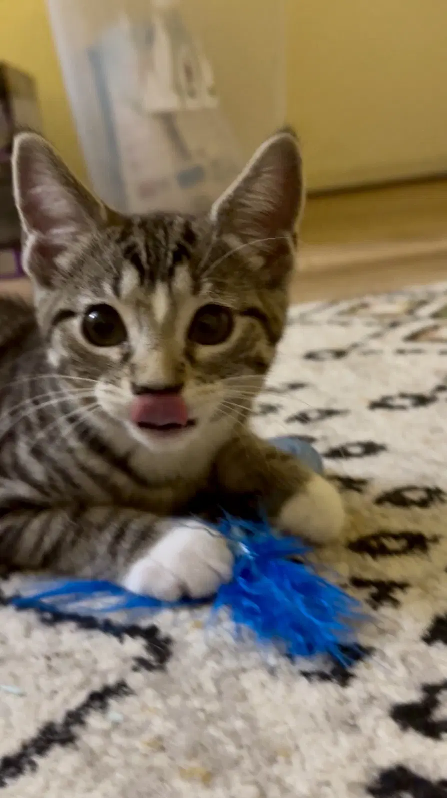 Gelato - Domestic Short Hair