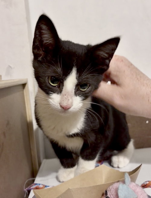picture of the cat needing adoption