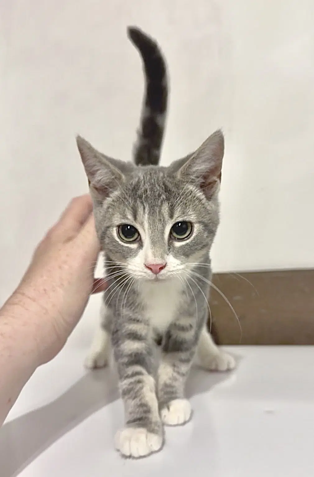 Scraps - Domestic Short Hair