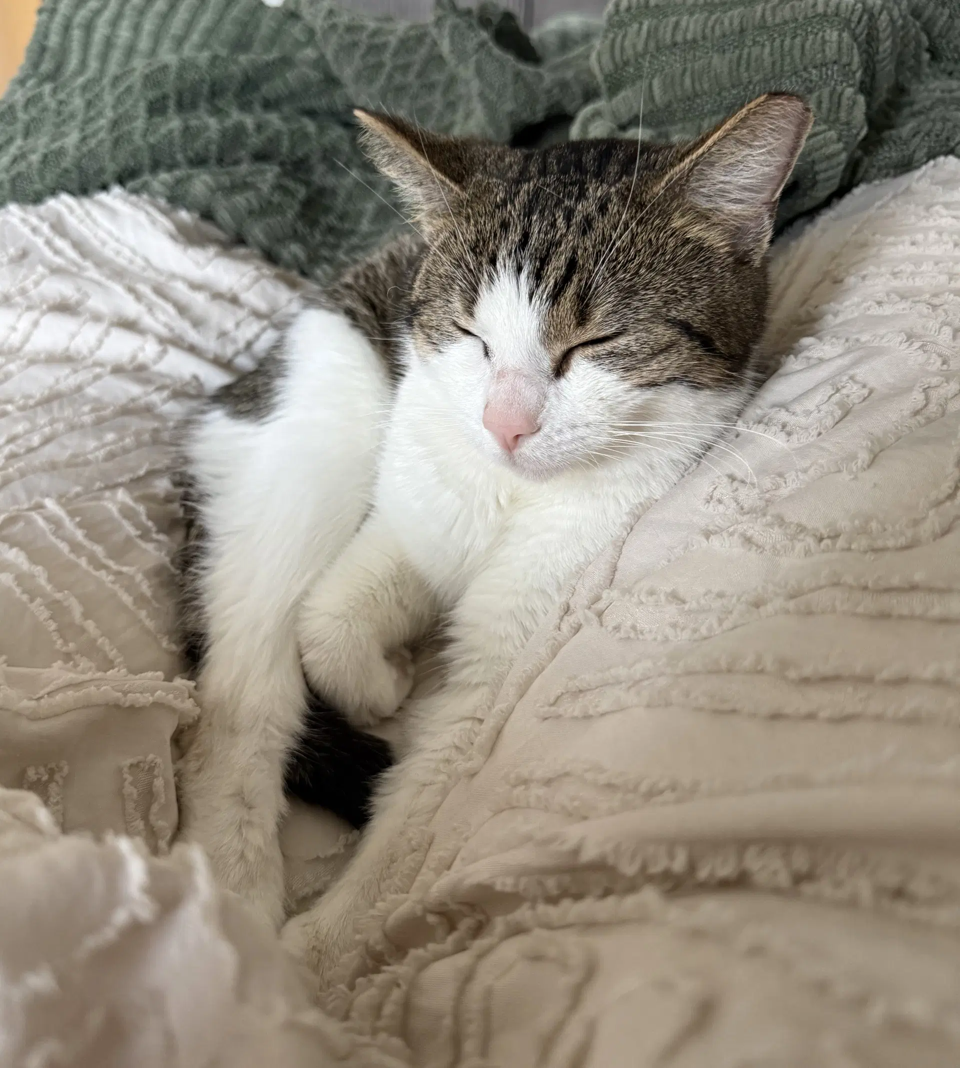 Mabel image 2
