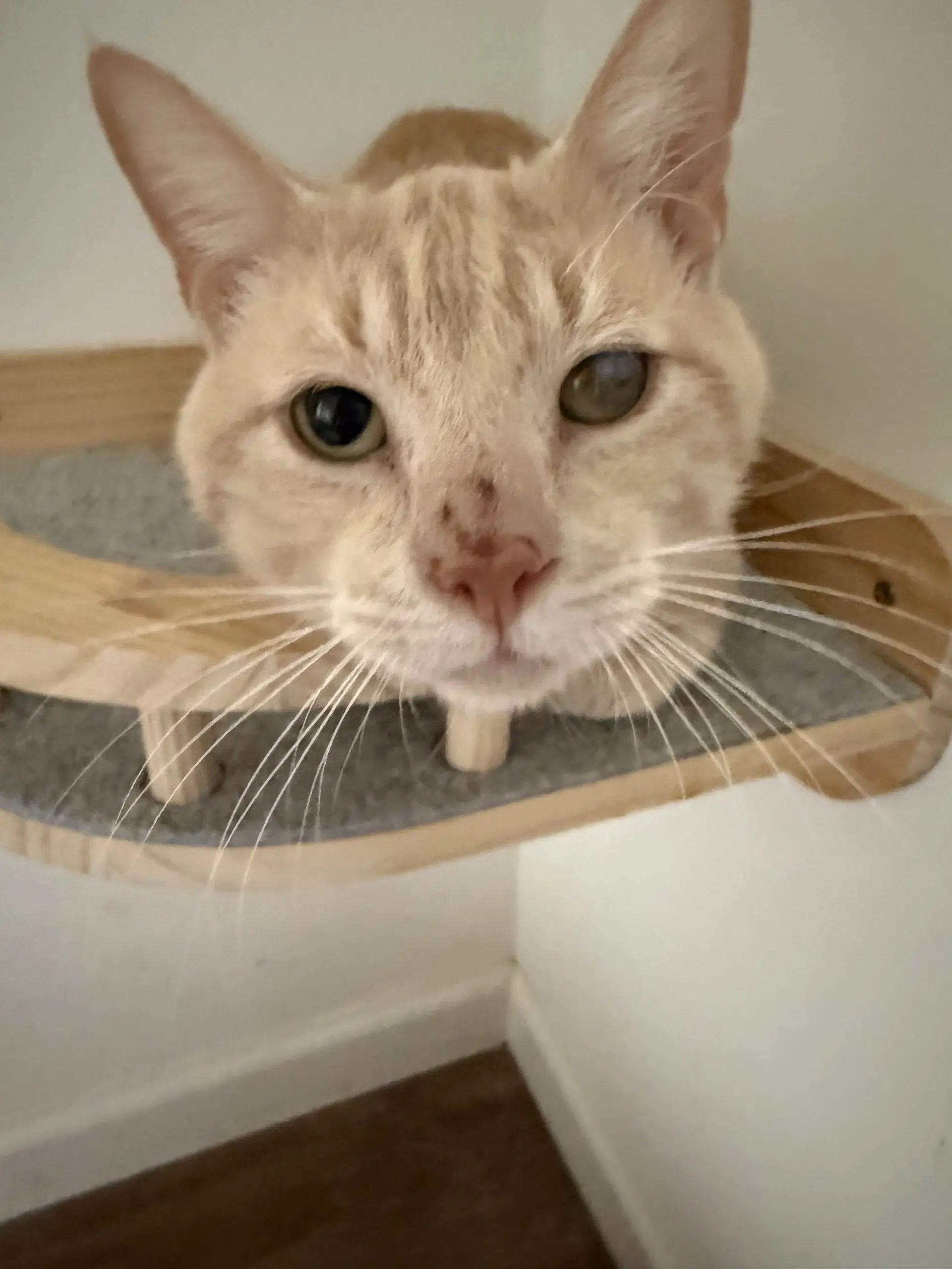 James - American Shorthair