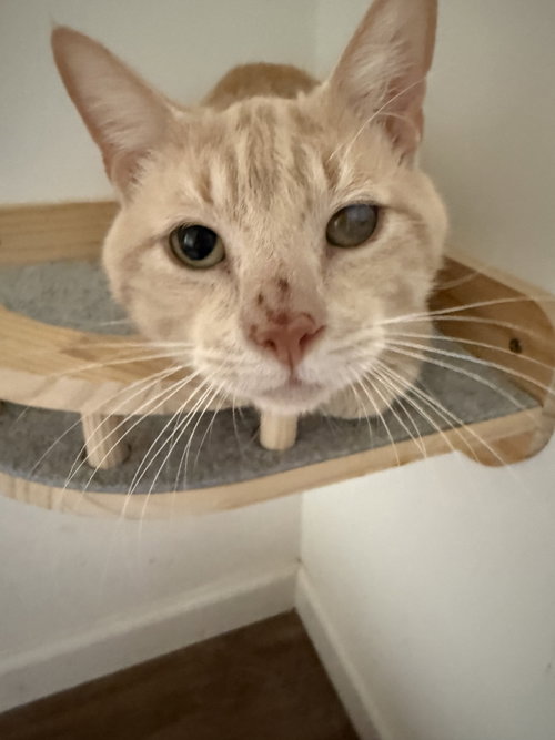 picture of the cat needing adoption