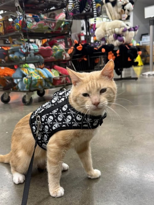 Photo 2 of James - Meet at Petco in Mechanicsburg!