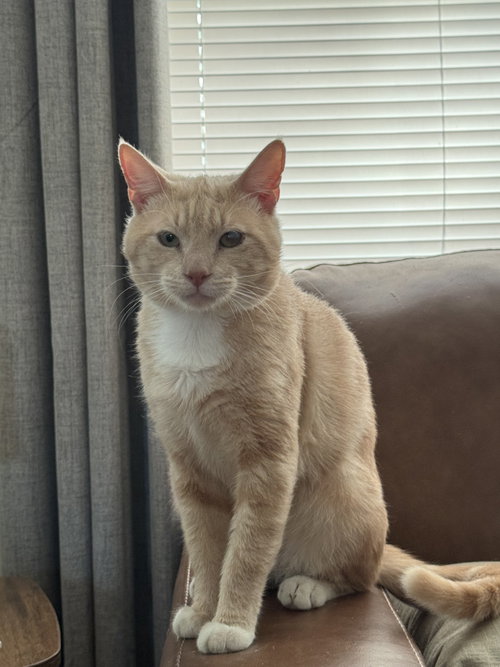 James - Meet at Petco in Mechanicsburg!, a cat for adoption from Castaway Critters, the James A. Hueholt Memorial Foundation