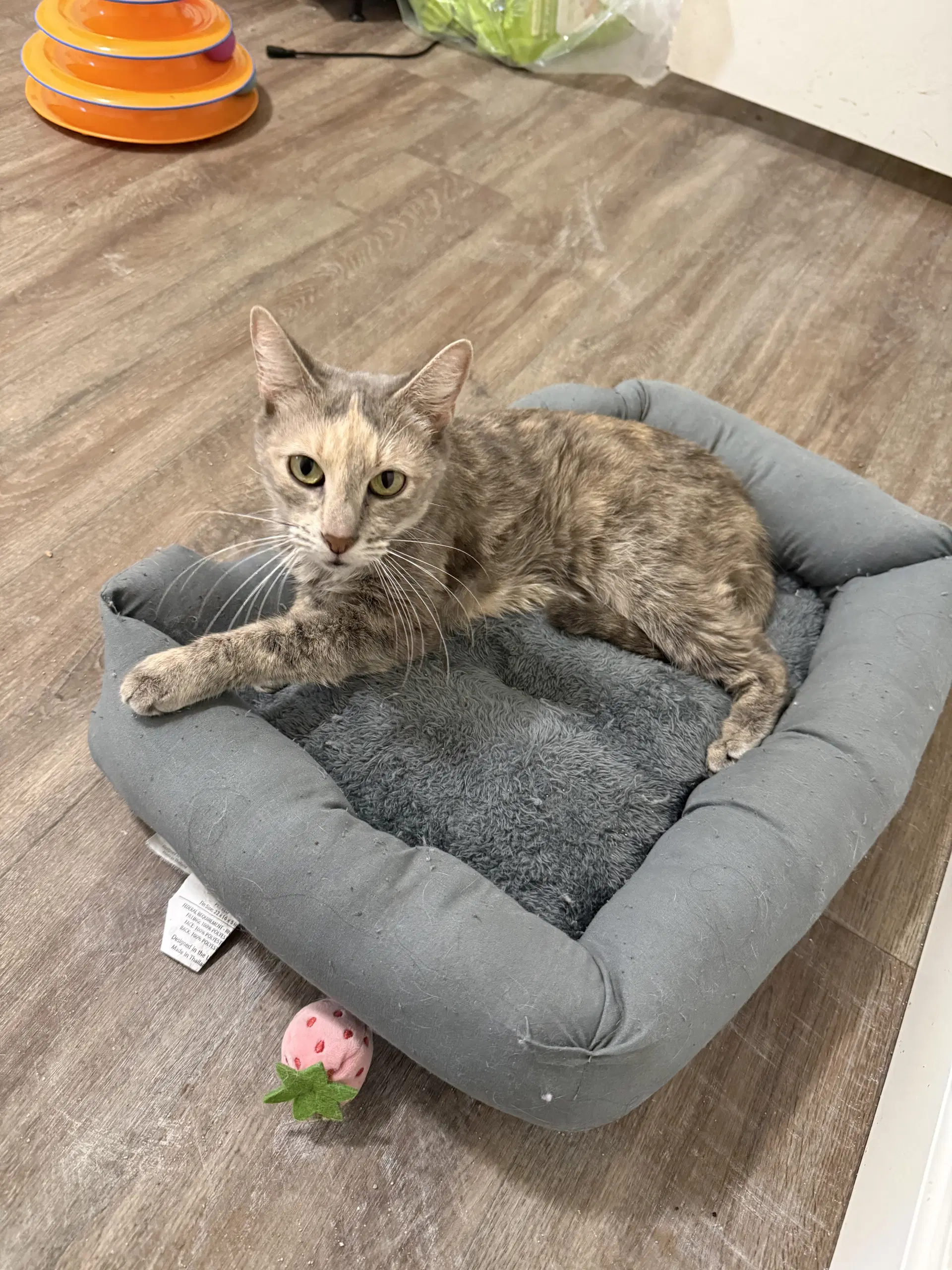 Henrietta - Tortoiseshell