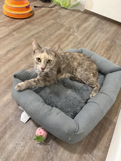 picture of the cat needing adoption