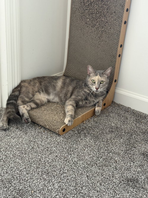 Photo 5 of Henrietta