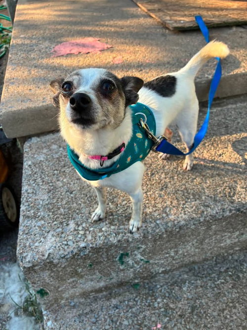 picture of the dog needing adoption