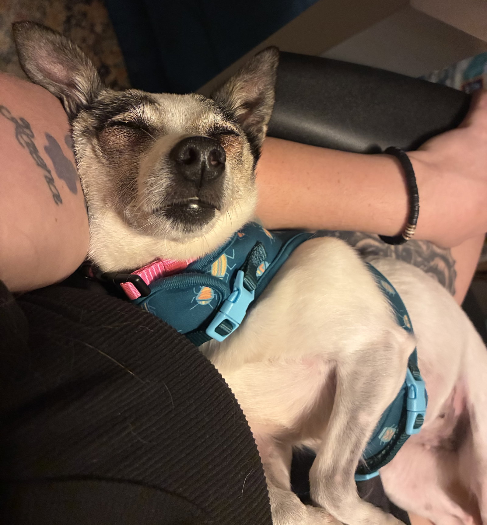 Peppa, photo 7