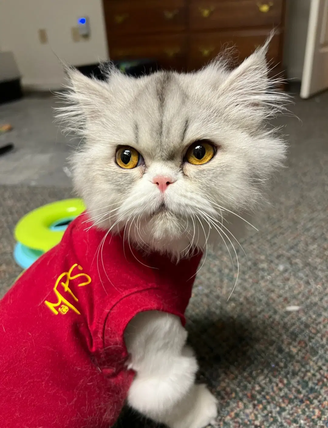 Priscilla - Persian