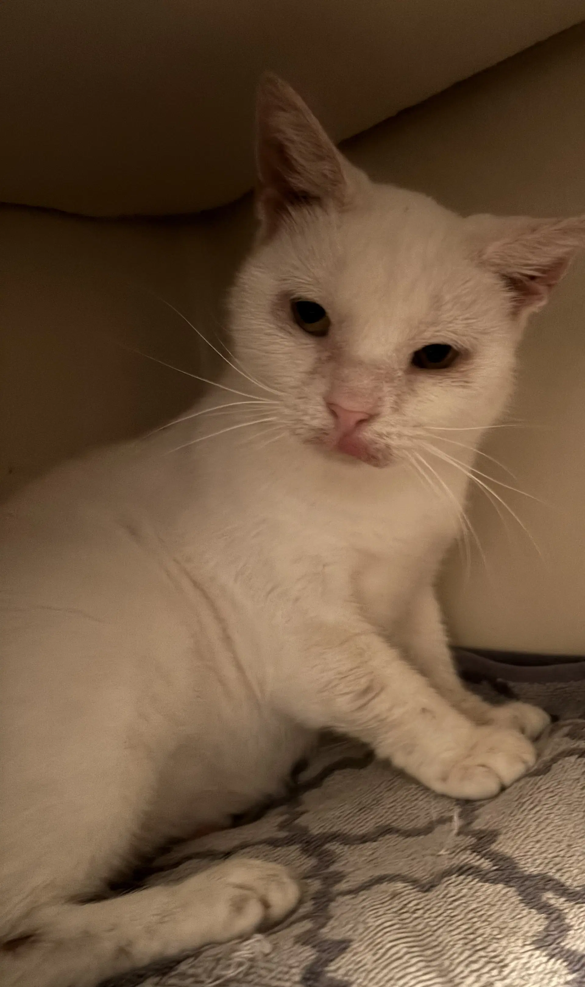 Snowball - Domestic Short Hair