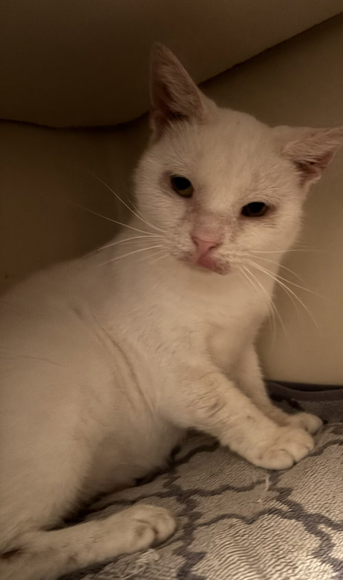 Snowball, a cat for adoption from Castaway Critters, the James A. Hueholt Memorial Foundation