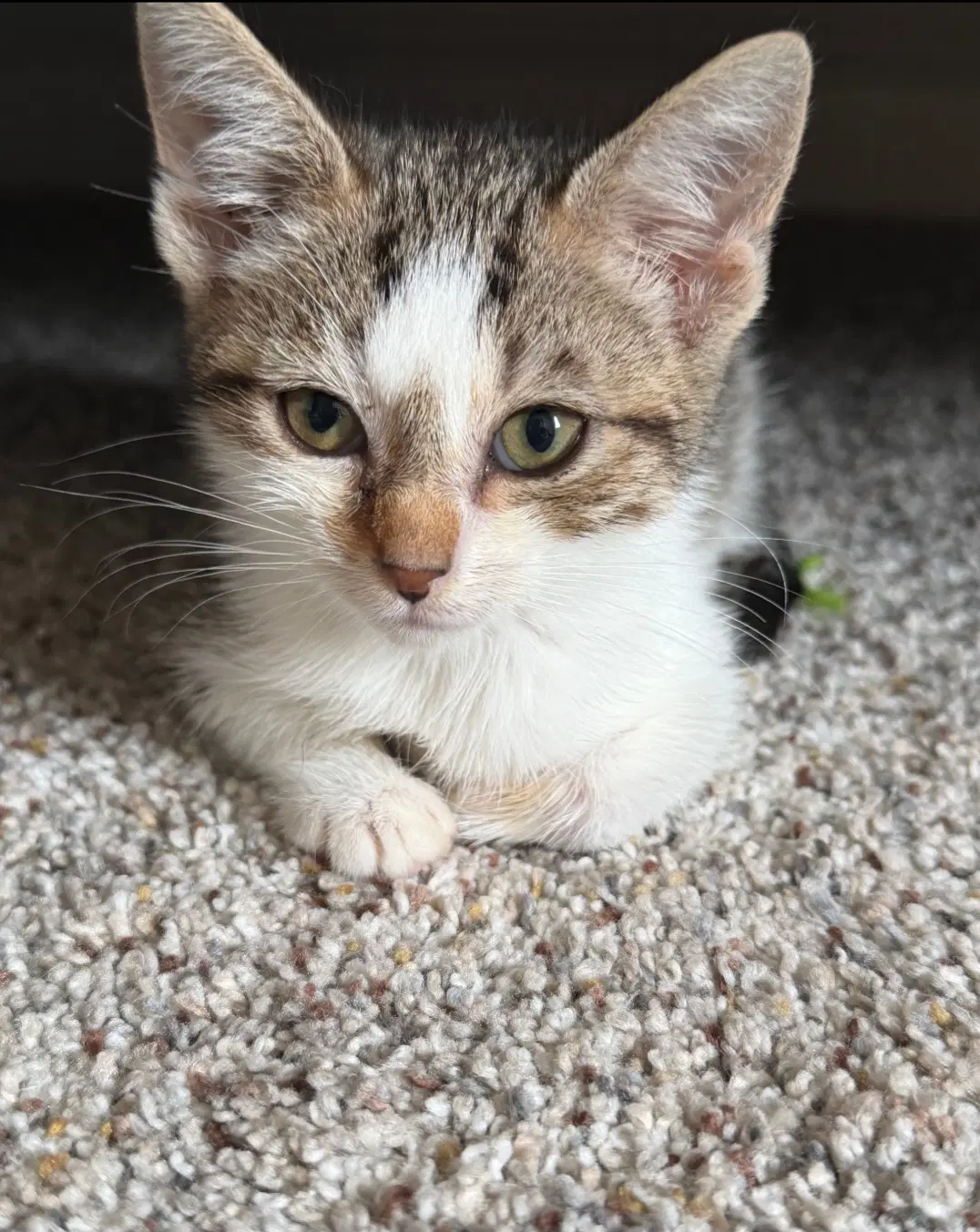 Brie - Domestic Short Hair