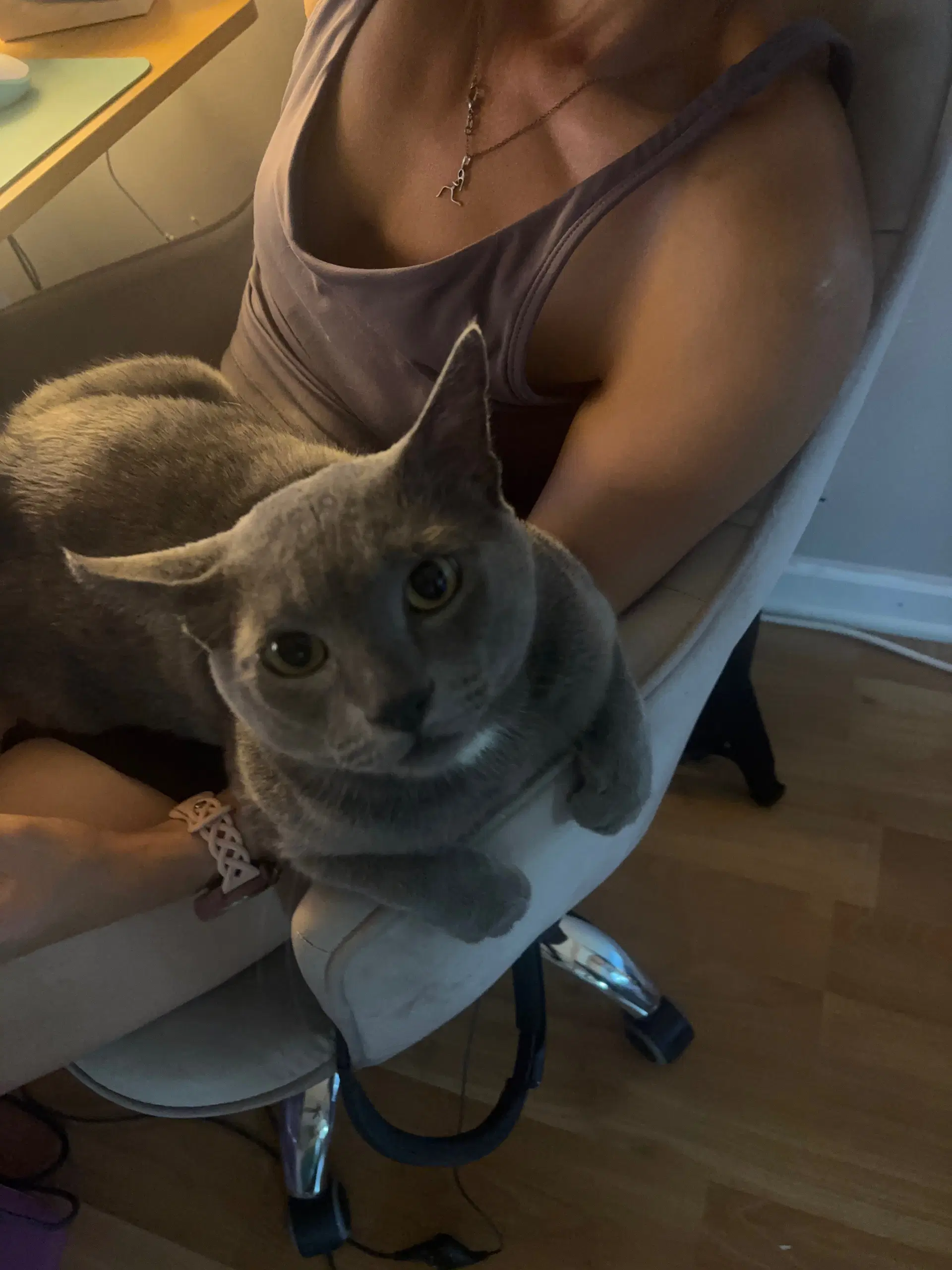 Lennox - Domestic Short Hair