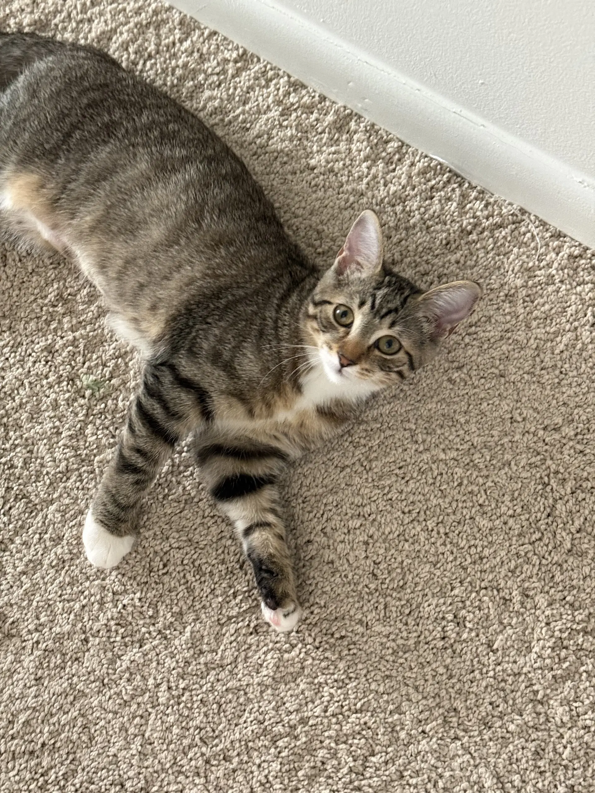 Lady Butterbumcakes - Domestic Short Hair