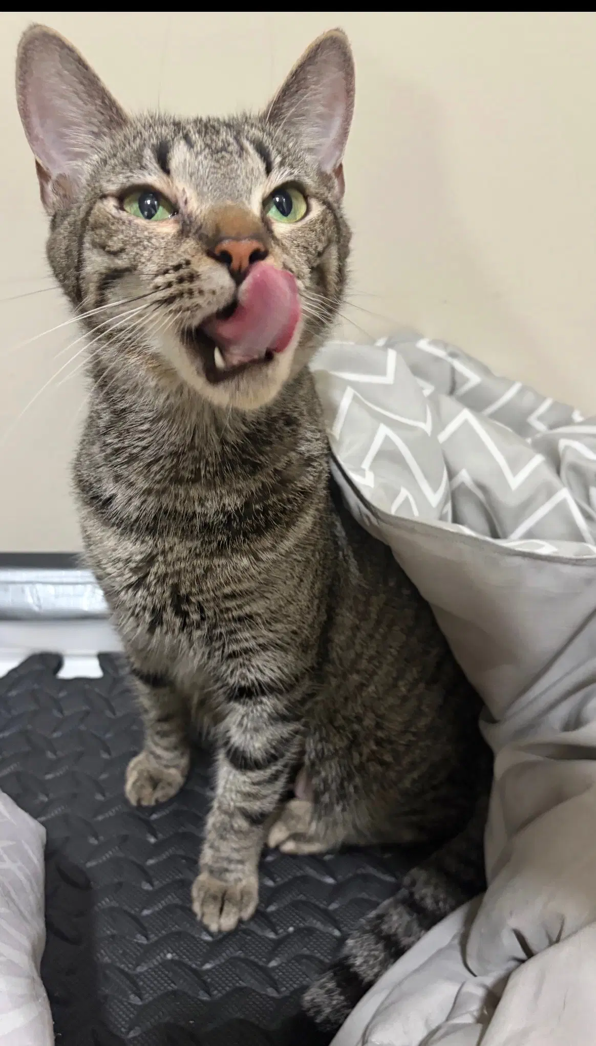 Mulan - Domestic Short Hair