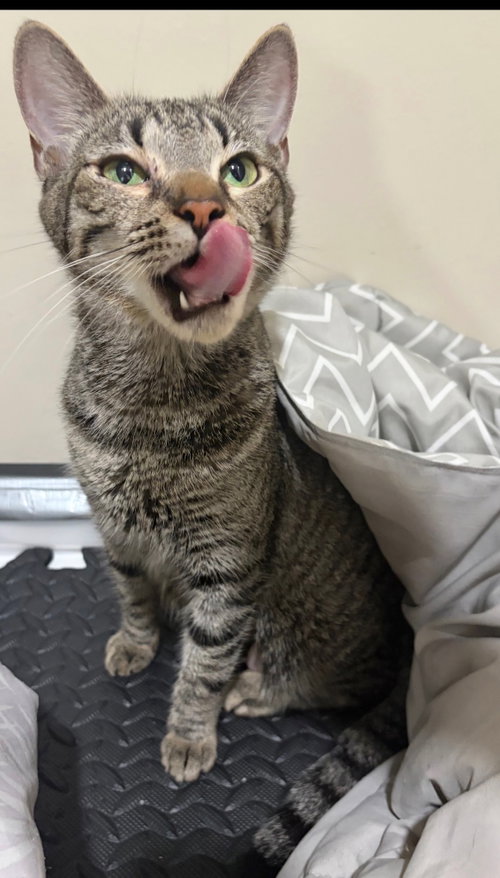 Mulan, a cat for adoption from Castaway Critters, the James A. Hueholt Memorial Foundation