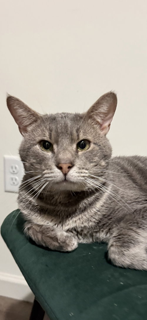 Percy, a cat for adoption from Castaway Critters, the James A. Hueholt Memorial Foundation