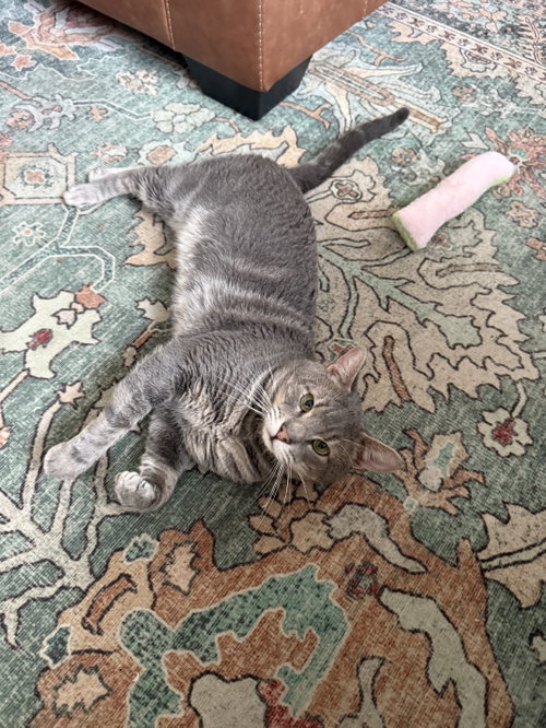 Photo 5 of Percy
