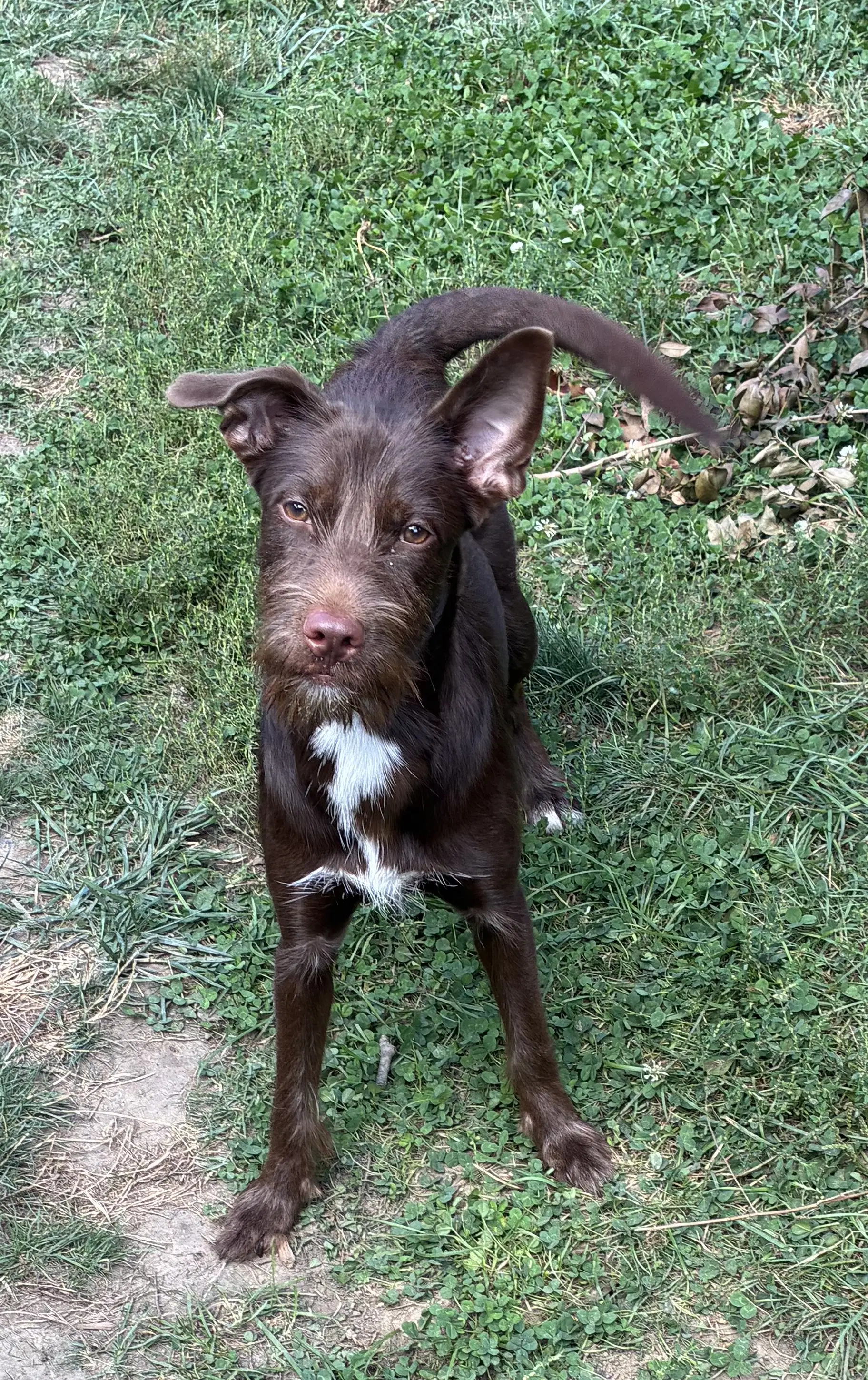 Pippy image 2