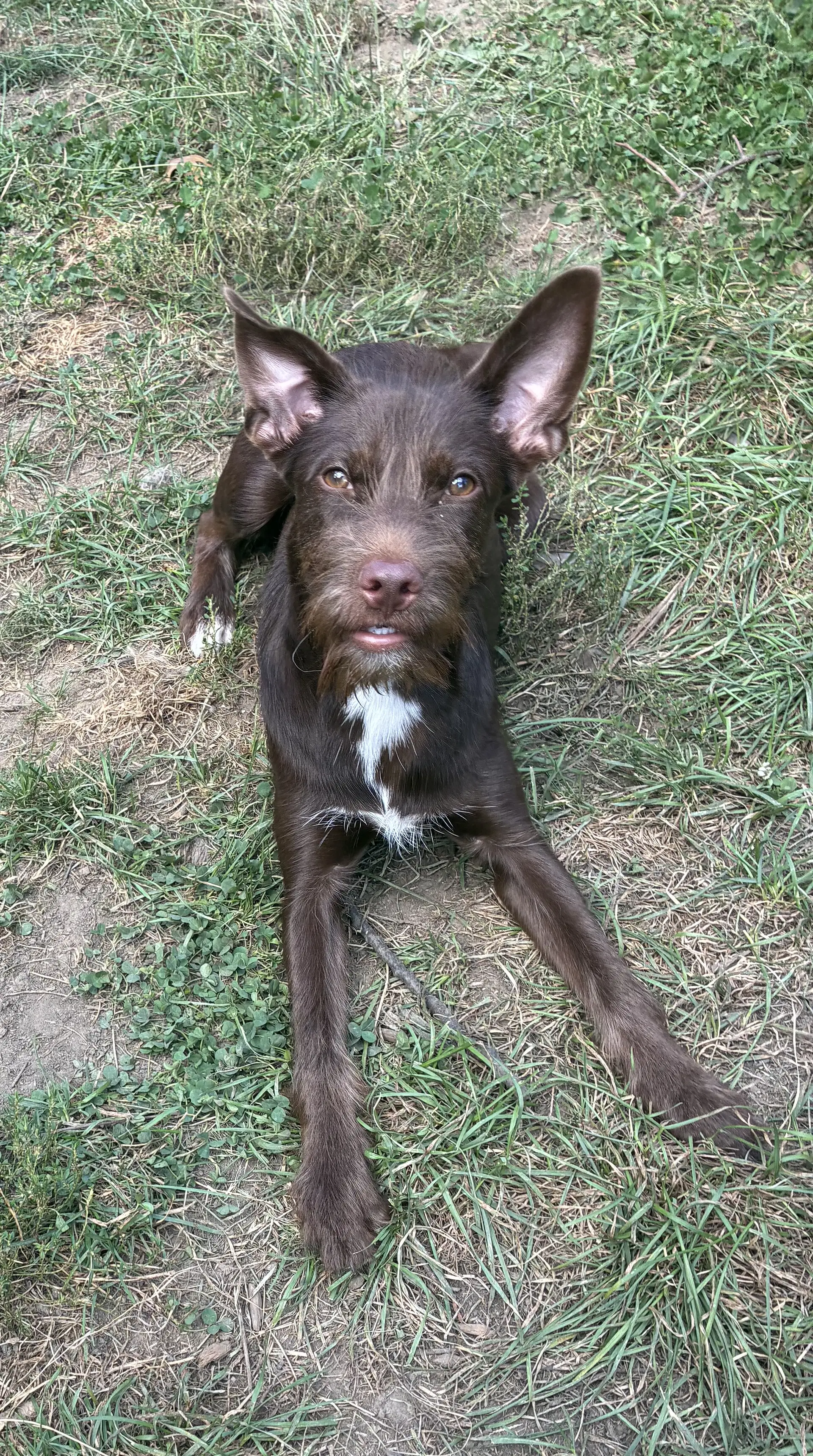 Pippy image 4