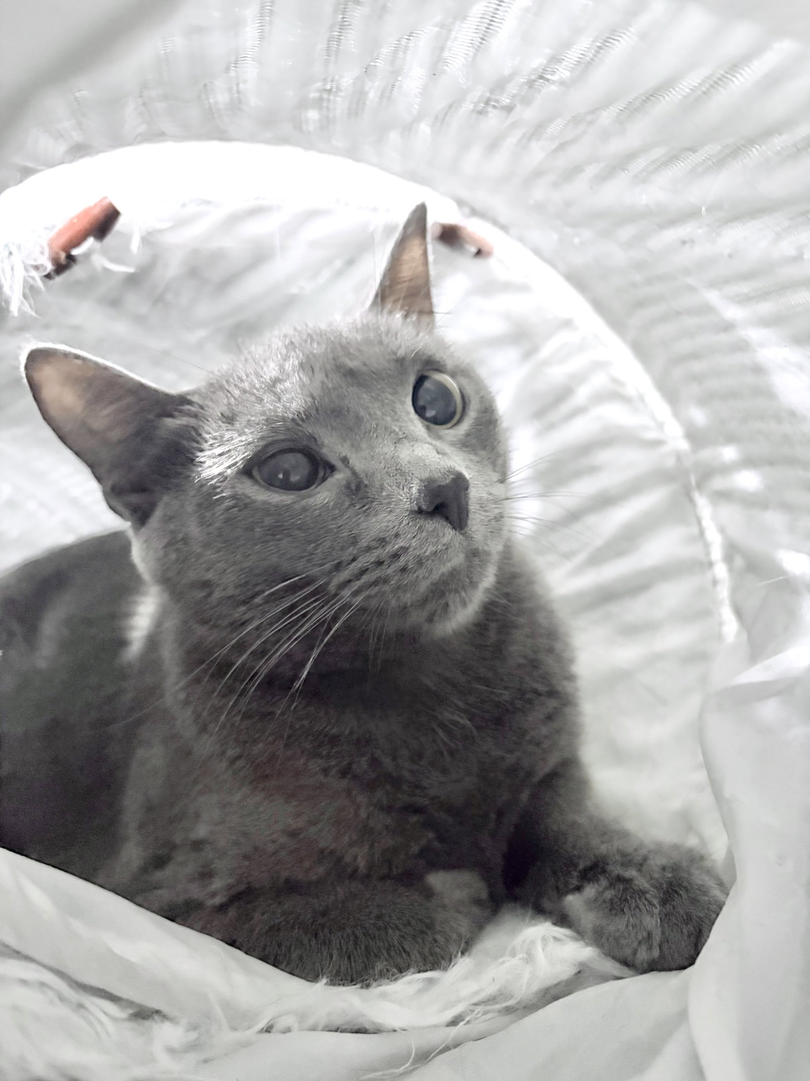 Elsa